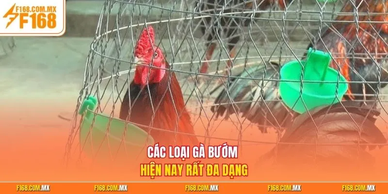 Các loại gà bướm hiện nay rất đa dạng