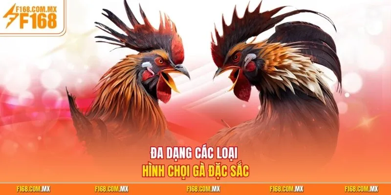 Đa dạng các loại hình chọi gà đặc sắc