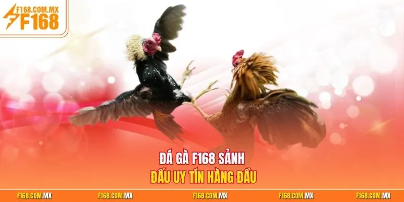 Đá gà F168 sảnh đấu uy tín hàng đầu