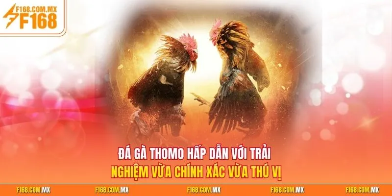 Đá gà Thomo hấp dẫn với trải nghiệm vừa chính xác vừa thú vị