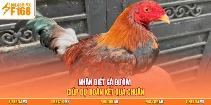 Nhận biết gà bướm giúp dự đoán kết quả chuẩn