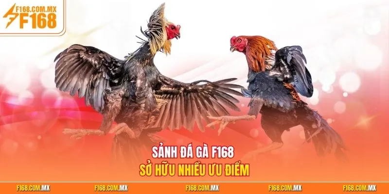 Sảnh đá gà F168 sở hữu nhiều ưu điểm