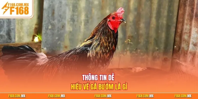 Thông tin dễ hiểu về gà bướm là gì